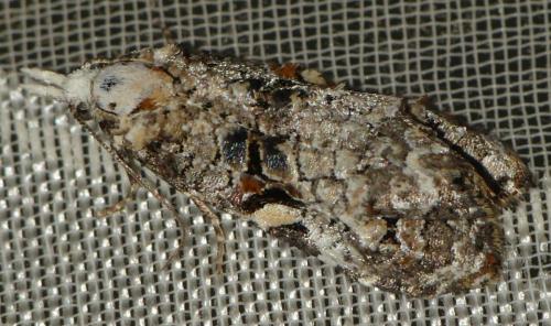 Phtheochroa sp.
